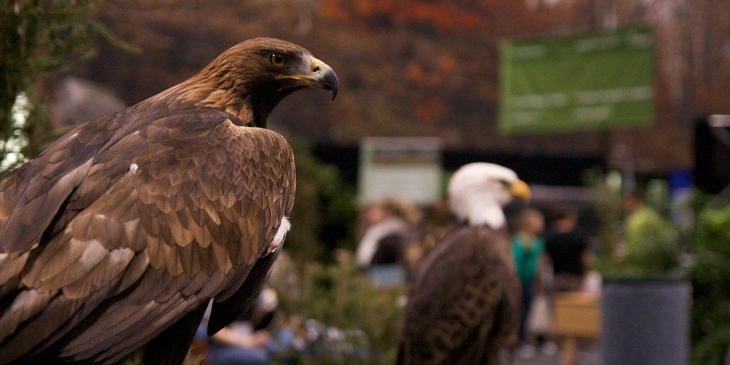 Golden eagle by qmnonic is licensed under CC BY 2.0. .